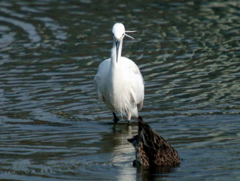 Little Egret watching female Common Teal's dipping; DISPLAY FULL IMAGE.