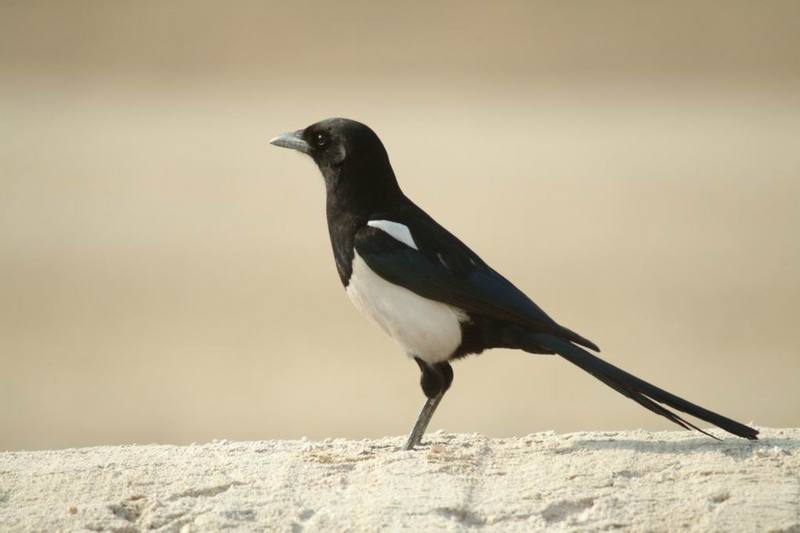 Black-billed Magpie (Pica pica) {!--까치-->; DISPLAY FULL IMAGE.