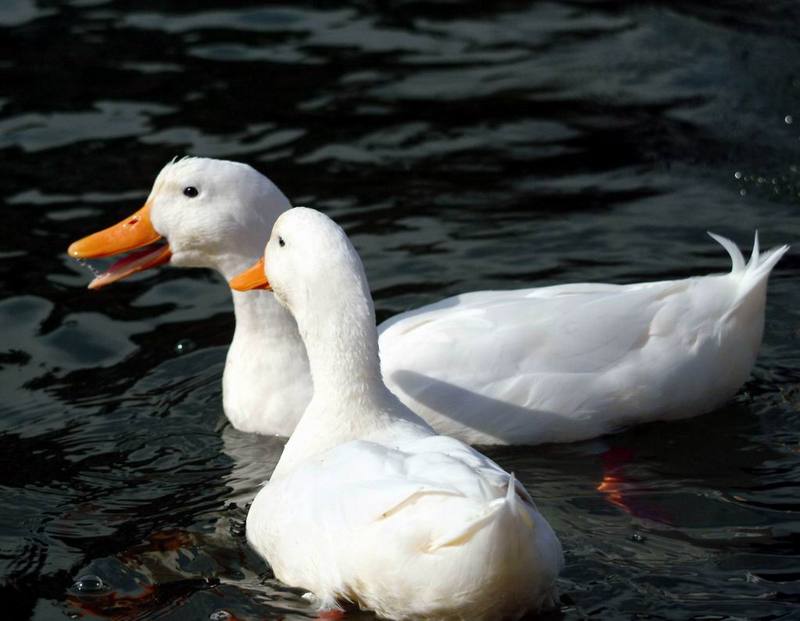 Domestic Ducks (Anas platyrhynchos domesticus) {!--집오리(흰오리)-->; DISPLAY FULL IMAGE.