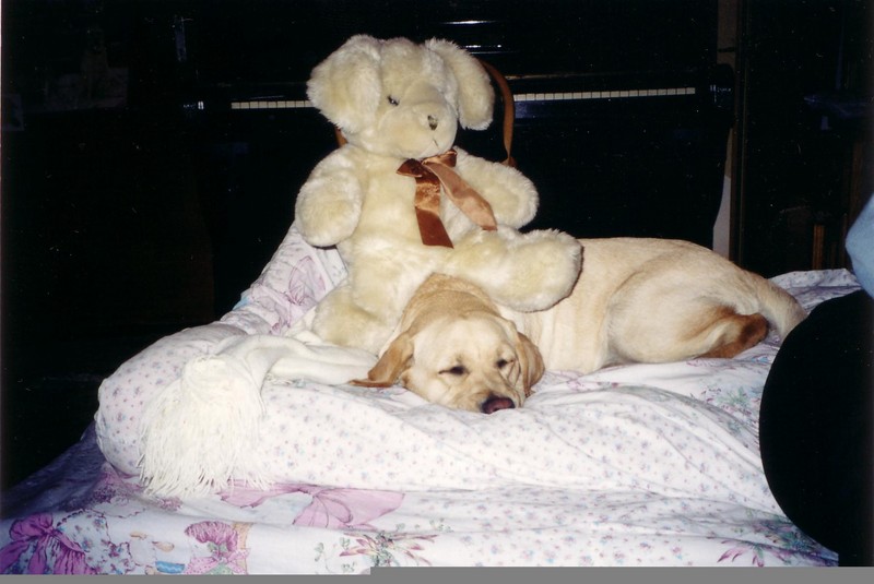 My Labrador; DISPLAY FULL IMAGE.