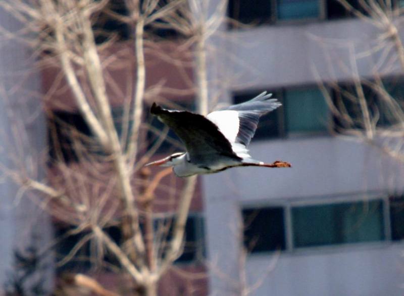 Grey Heron in flight (Ardea cinerea) {!--왜가리-->; DISPLAY FULL IMAGE.
