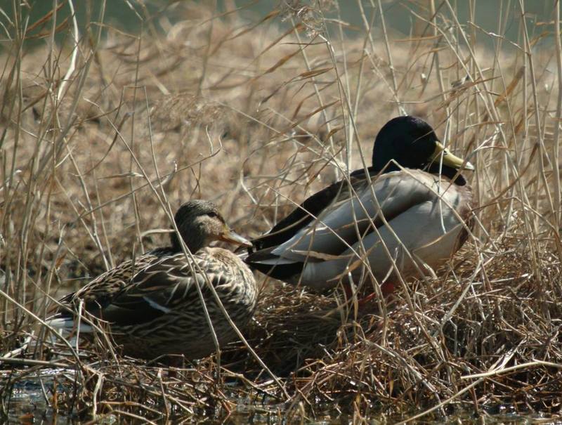 Mallard Ducks (Anas platyrhynchos) {!--풀섶에서 쉬는 청둥오리 한쌍-->; DISPLAY FULL IMAGE.