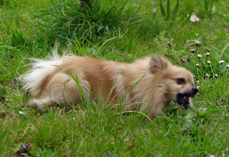 Dog-Pomeranian; DISPLAY FULL IMAGE.