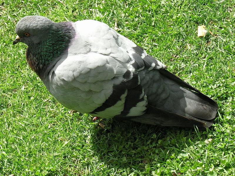 feral pigeon; DISPLAY FULL IMAGE.