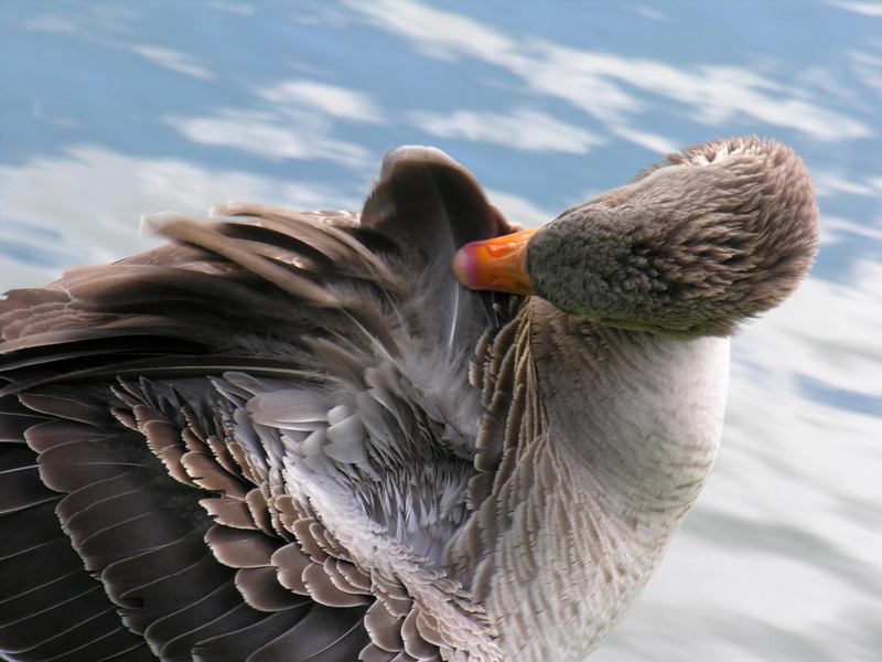Greylag Goose; DISPLAY FULL IMAGE.
