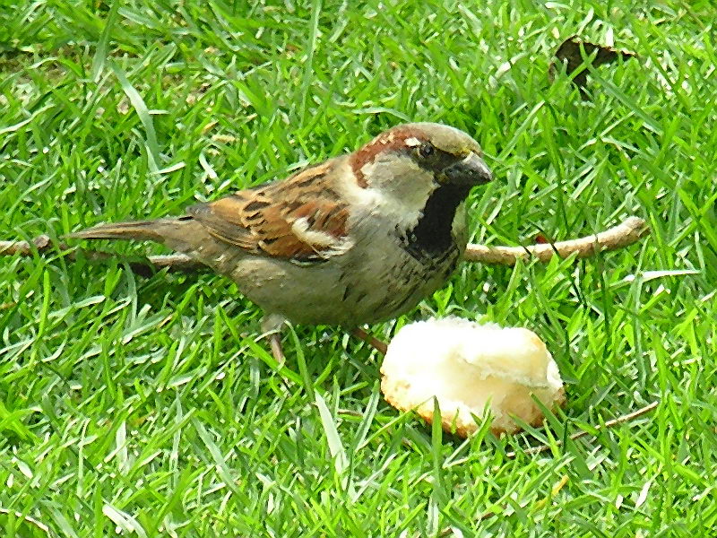 a house sparrow; DISPLAY FULL IMAGE.