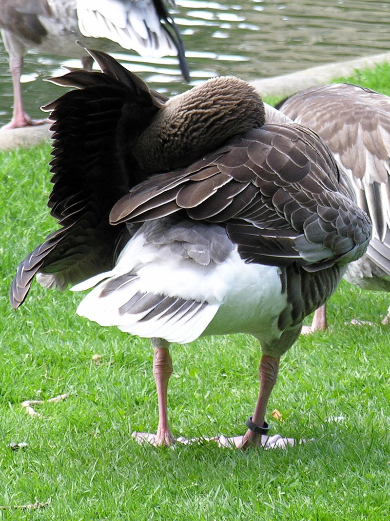 Greylag Goose; DISPLAY FULL IMAGE.