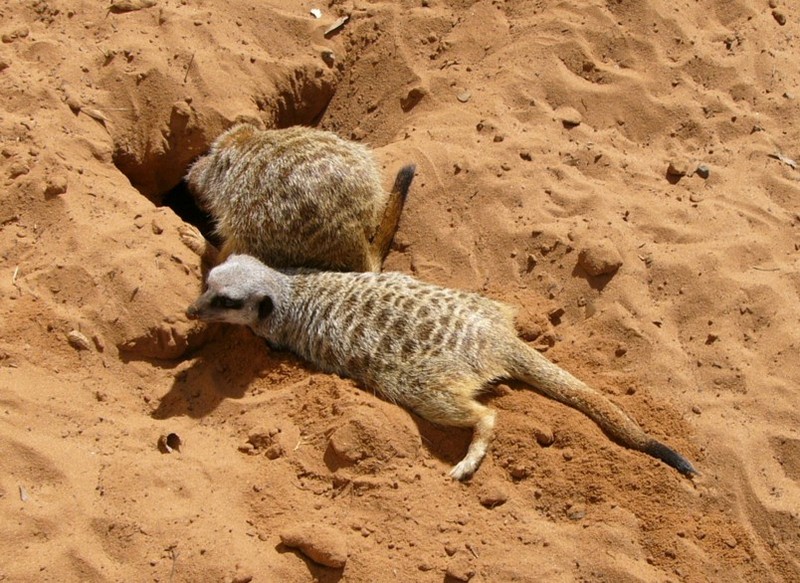 meerkat 1; DISPLAY FULL IMAGE.