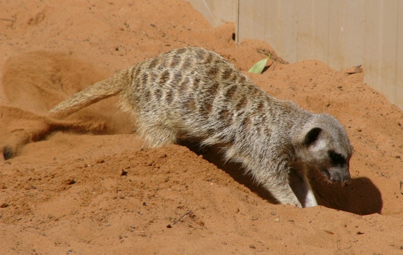 meerkat 4; DISPLAY FULL IMAGE.