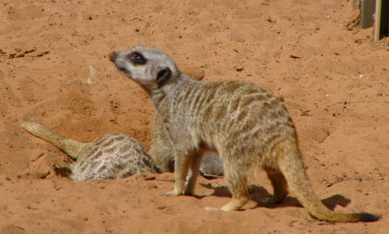 meerkat 5; DISPLAY FULL IMAGE.