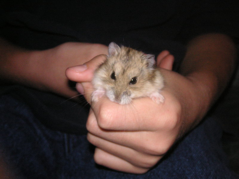 dwarf hamster; DISPLAY FULL IMAGE.