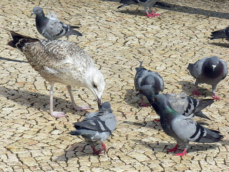 Gull & feral pigeon; DISPLAY FULL IMAGE.