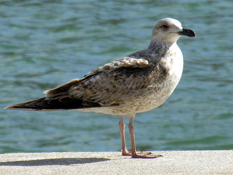 Gull; DISPLAY FULL IMAGE.