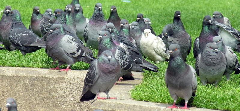 feral pigeon; DISPLAY FULL IMAGE.
