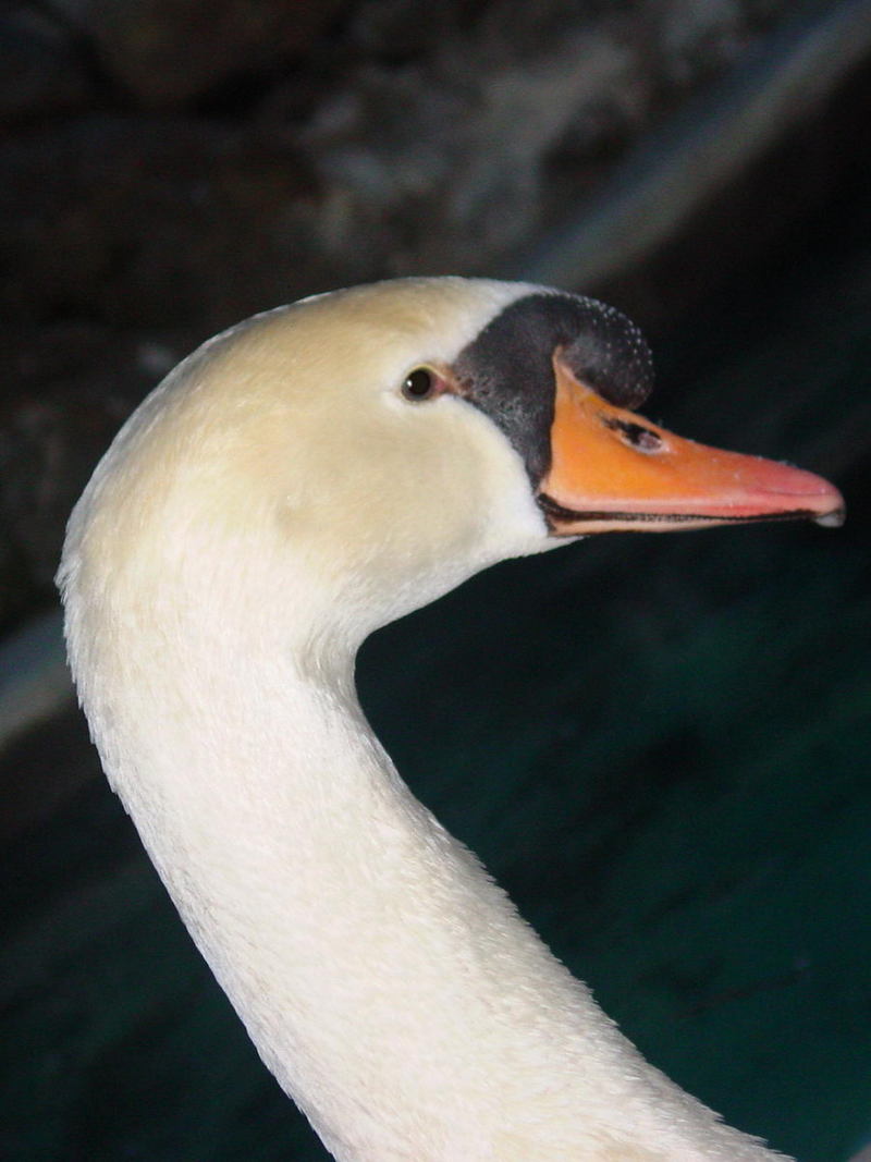 Mute swan; DISPLAY FULL IMAGE.