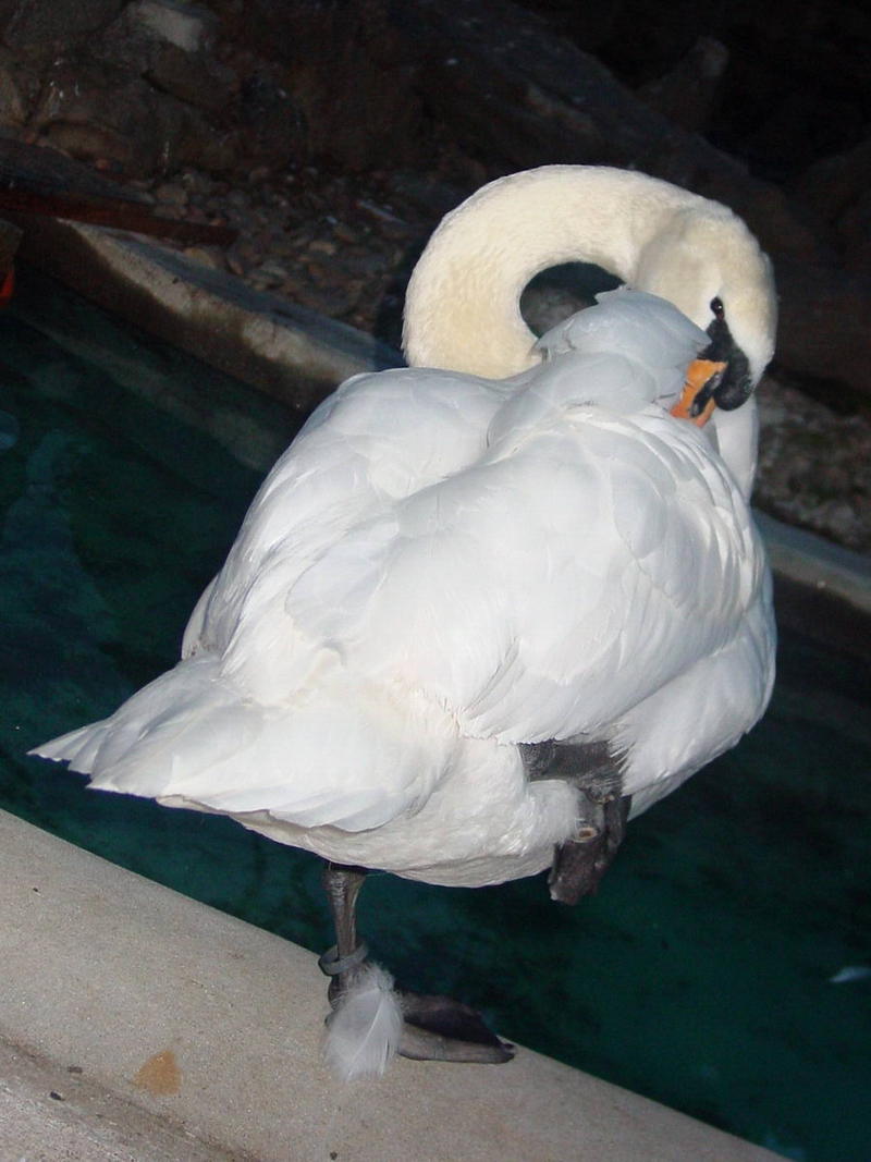 Mute swan; DISPLAY FULL IMAGE.