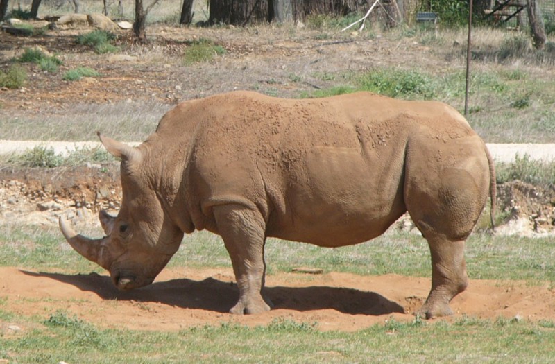 white rhinoceros = white rhino (Ceratotherium simum); DISPLAY FULL IMAGE.