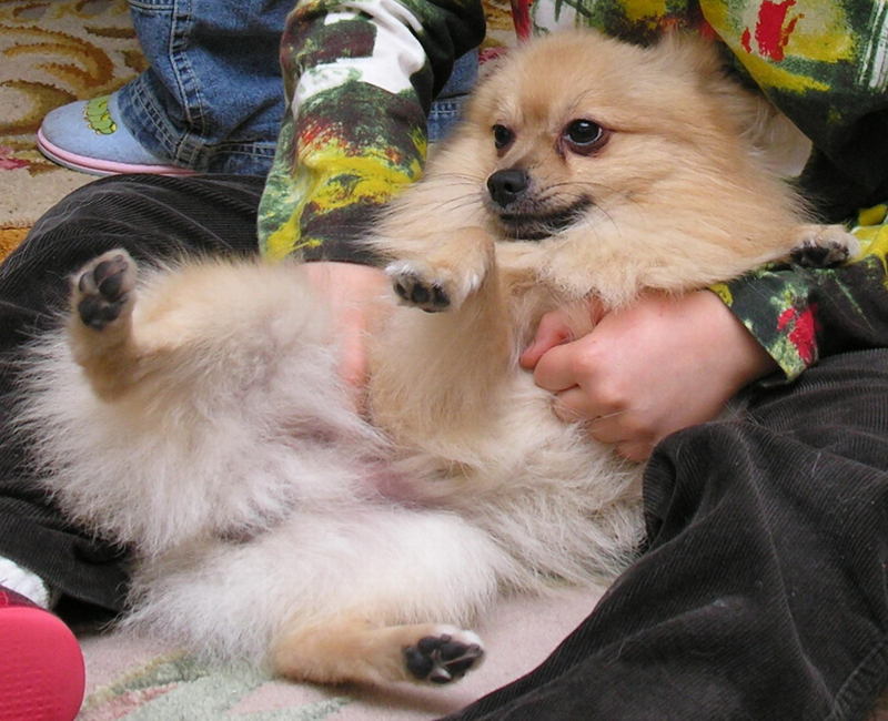 Dog - Pomeranian; DISPLAY FULL IMAGE.