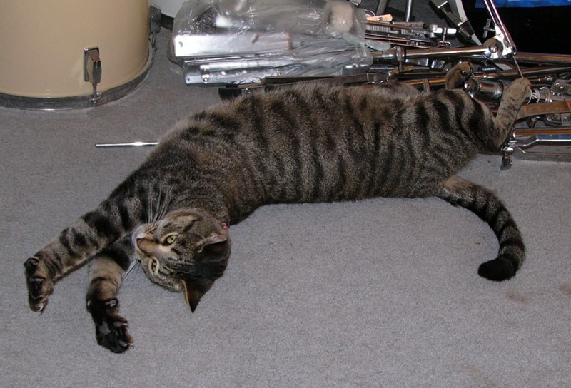 Pandora stretches (cat); DISPLAY FULL IMAGE.