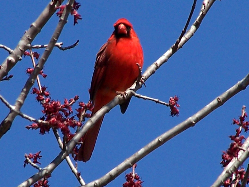 Cardinal; DISPLAY FULL IMAGE.