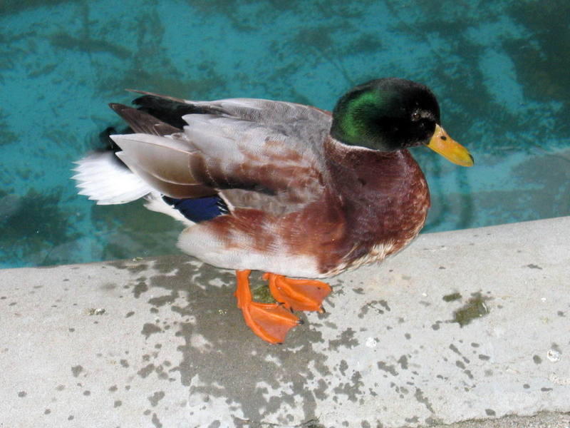mallard duck.; DISPLAY FULL IMAGE.