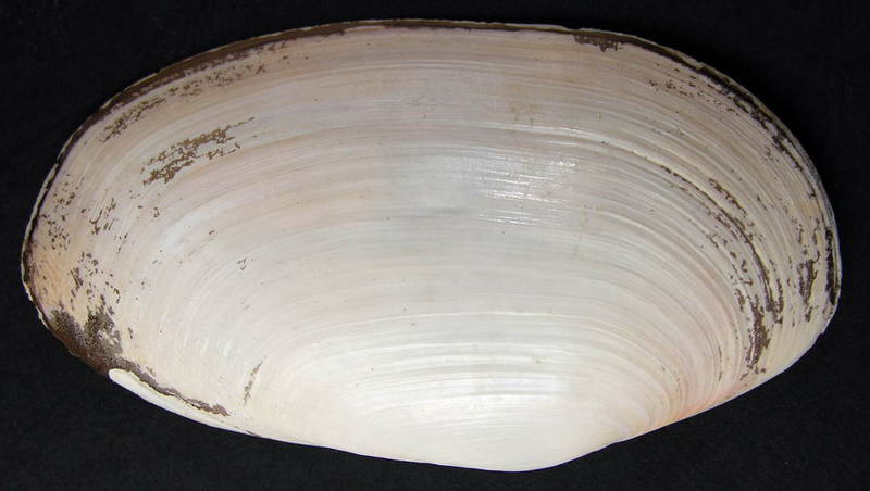 SHELL Lutraria lutraria; DISPLAY FULL IMAGE.