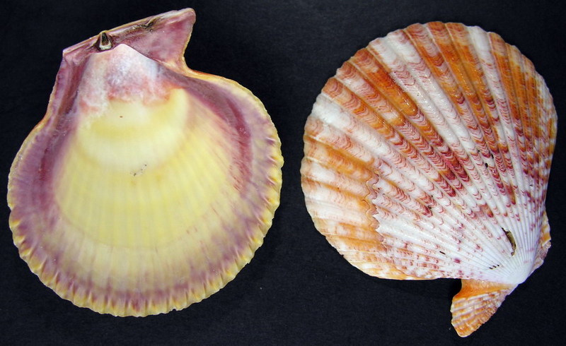 SHELL 12; DISPLAY FULL IMAGE.