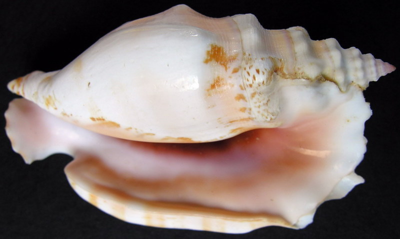 SHELL 14; DISPLAY FULL IMAGE.