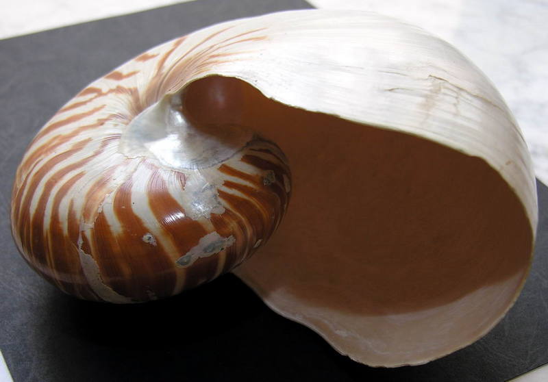 SHELL 16; DISPLAY FULL IMAGE.