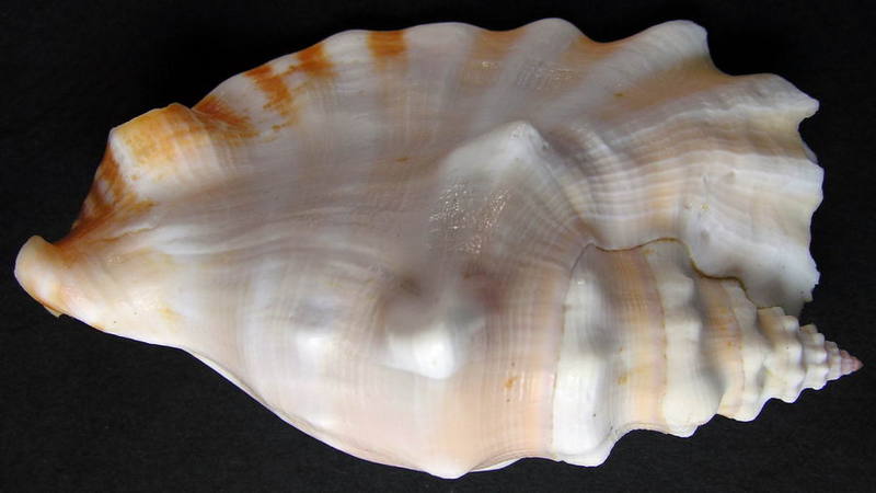 SHELL 15; DISPLAY FULL IMAGE.