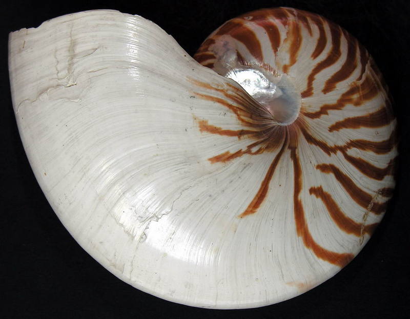 SHELL 17; DISPLAY FULL IMAGE.