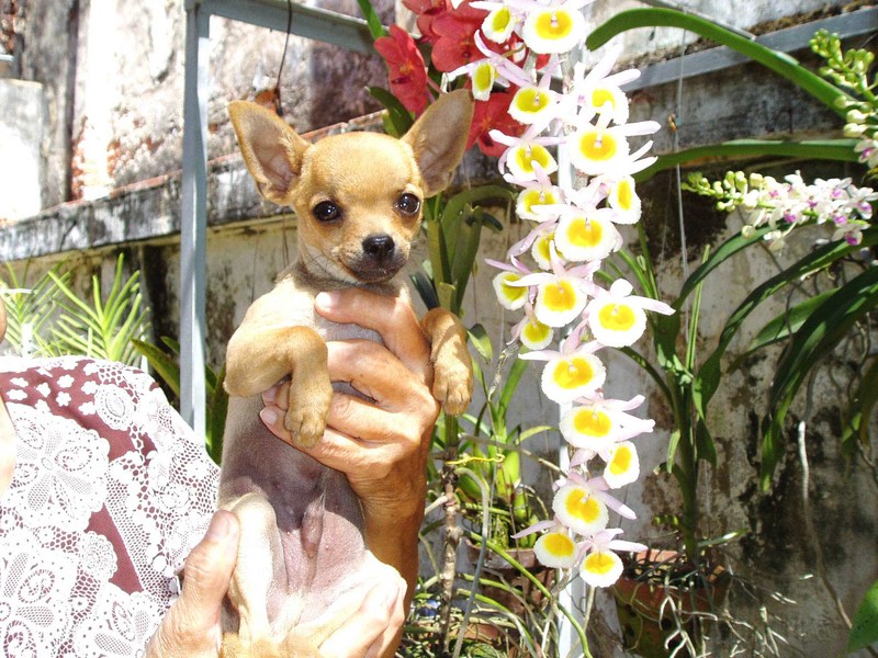 Chihuahua; DISPLAY FULL IMAGE.
