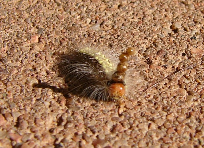 wierd caterpillar 4; DISPLAY FULL IMAGE.