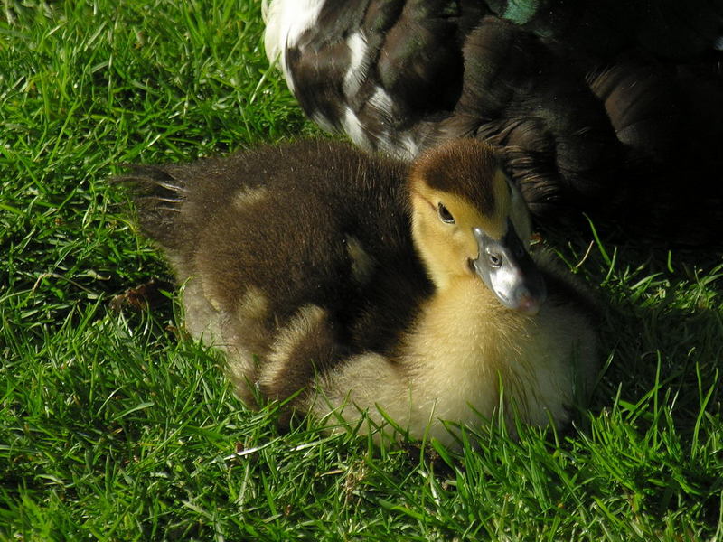 muscovy duck's chick; DISPLAY FULL IMAGE.