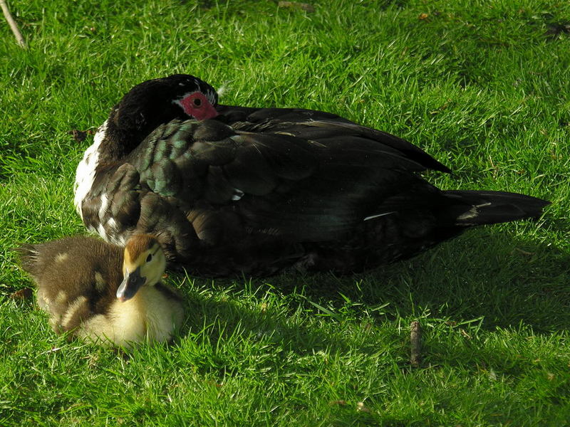 muscovy duck's chick; DISPLAY FULL IMAGE.