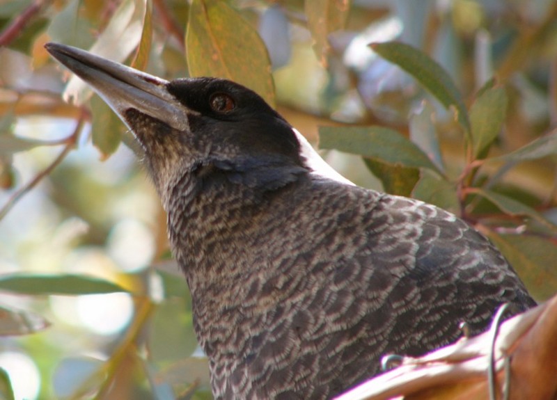 young Australian magpie; DISPLAY FULL IMAGE.