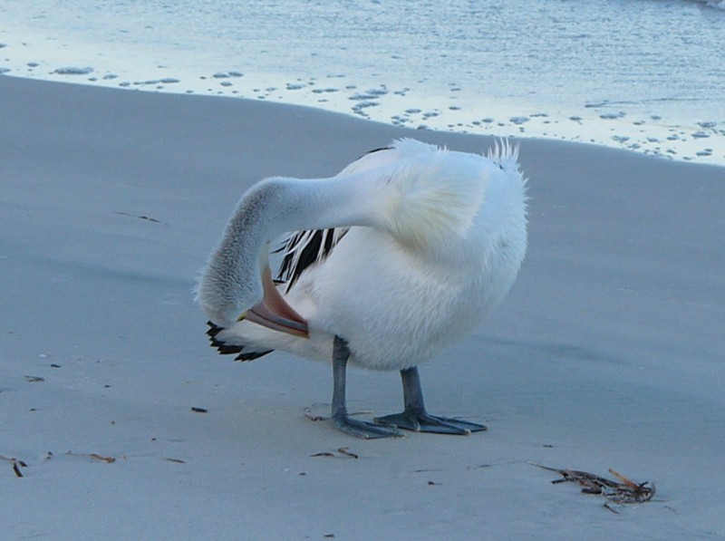 Australian pelican; DISPLAY FULL IMAGE.