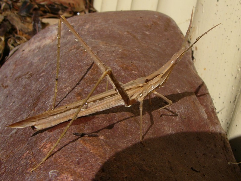 wet grasshopper 2; DISPLAY FULL IMAGE.