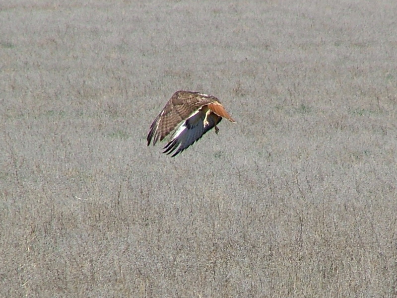 Red Tail in flight.; DISPLAY FULL IMAGE.