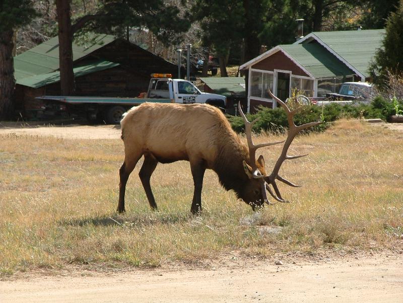 Rocky Mountain Elk; DISPLAY FULL IMAGE.