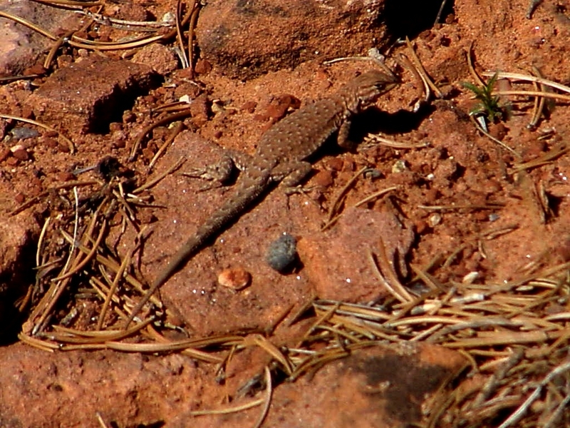 Lizzard or Horny Toad?; DISPLAY FULL IMAGE.