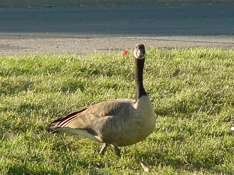 Canadian Goose; DISPLAY FULL IMAGE.