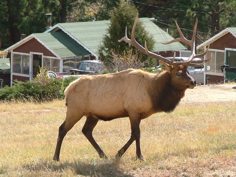 Bull elk.; DISPLAY FULL IMAGE.