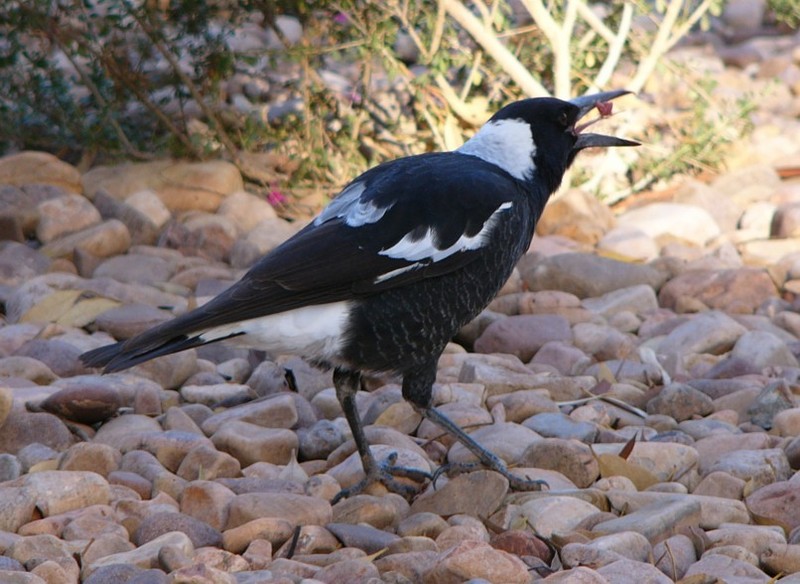 Australian magpie gets lunch; DISPLAY FULL IMAGE.