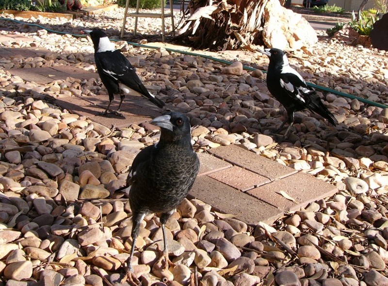 Australian magpie family; DISPLAY FULL IMAGE.