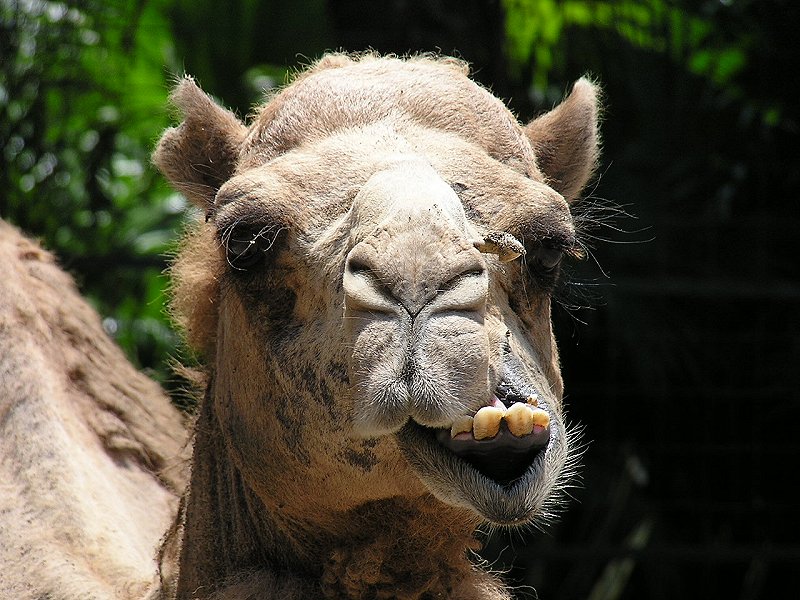 camel teeth; DISPLAY FULL IMAGE.