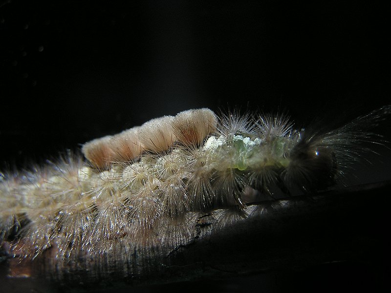 caterpillar; DISPLAY FULL IMAGE.