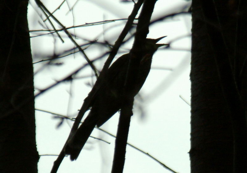 Silhouette of a Brown-eared Bubul in dusk; DISPLAY FULL IMAGE.