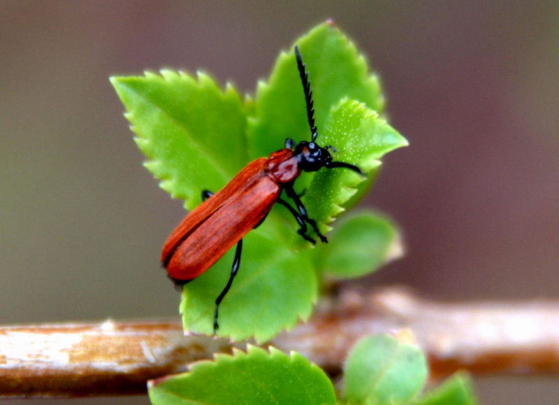 Red Beetle; DISPLAY FULL IMAGE.