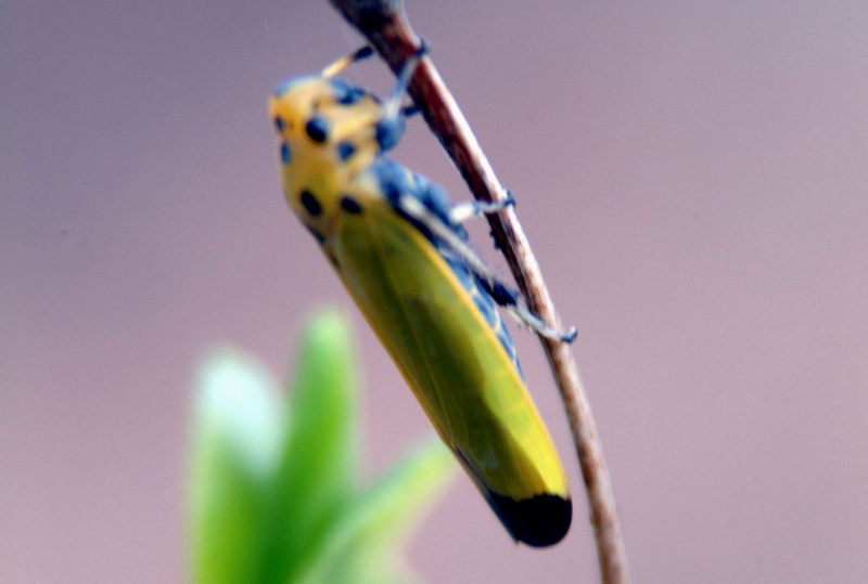 Black-tipped leafhopper (Bothrogonia japonica); DISPLAY FULL IMAGE.
